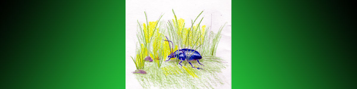 Garden Beetle